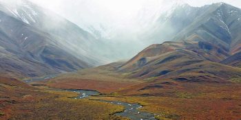 Tundra – co to jest? Klimat, występowanie, rośliny i zwierzęta